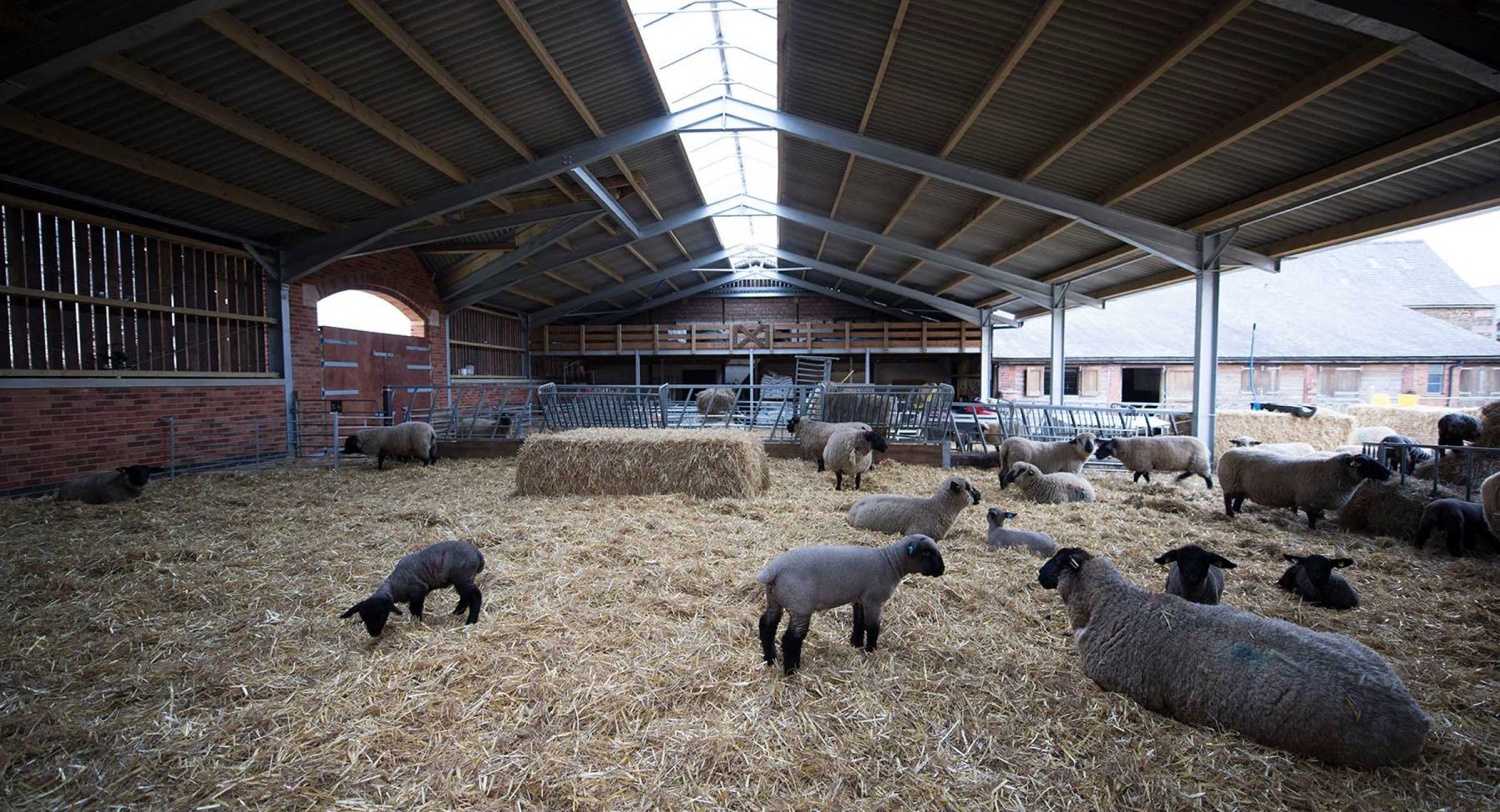 Sheep Housing & Sheds